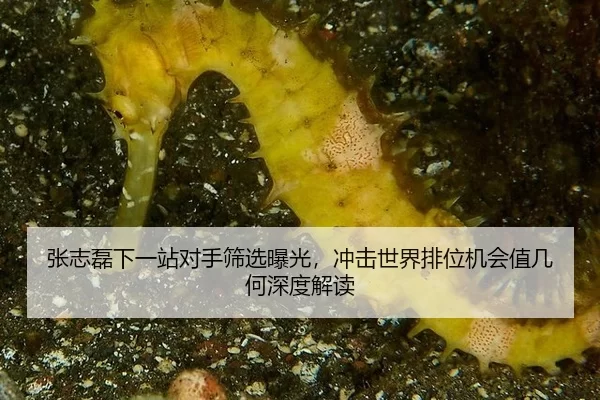 zhang-zhi-lei-xia-yi-zhan-dui-shou-shai-xuan-bao-guang-chong-ji-shi-jie-pai-wei-ji-hui-zhi-ji-he-shen-du-jie-du-2-171.jpg